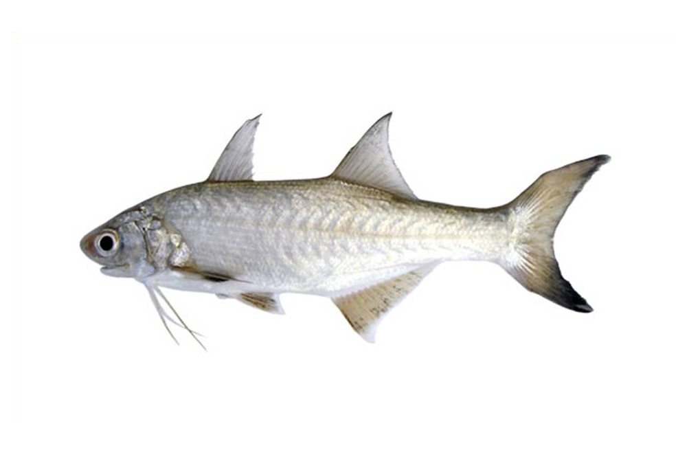 O que significa Paraty?