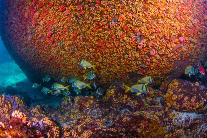 Paraty – Um mergulho na Costa Verde