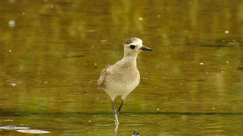 Serra da Bocaina impressiona pela variedade de espécies